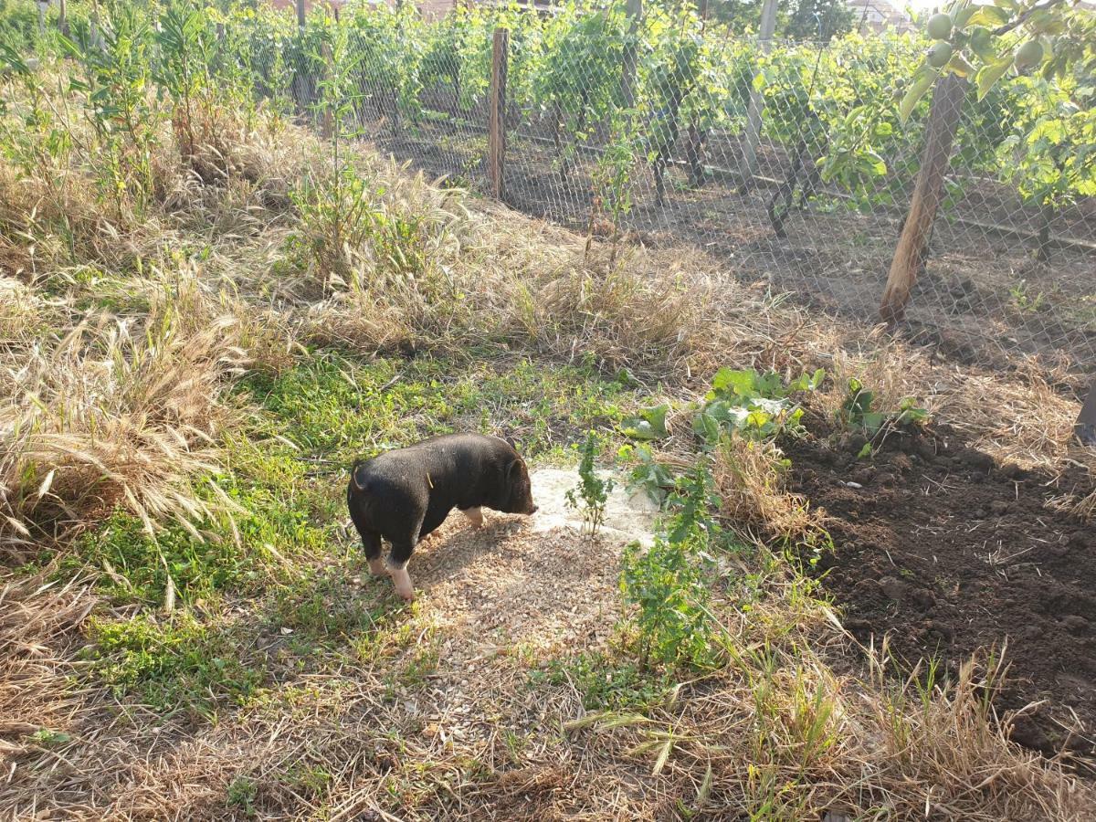 Penzion Jako Vino Bulhary Dış mekan fotoğraf